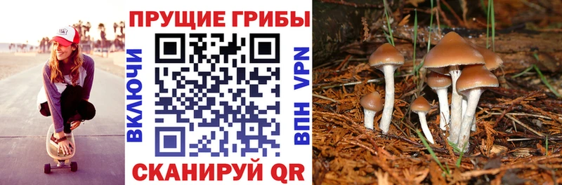 купить наркоту  Лихославль  Галлюциногенные грибы MAGIC MUSHROOMS 